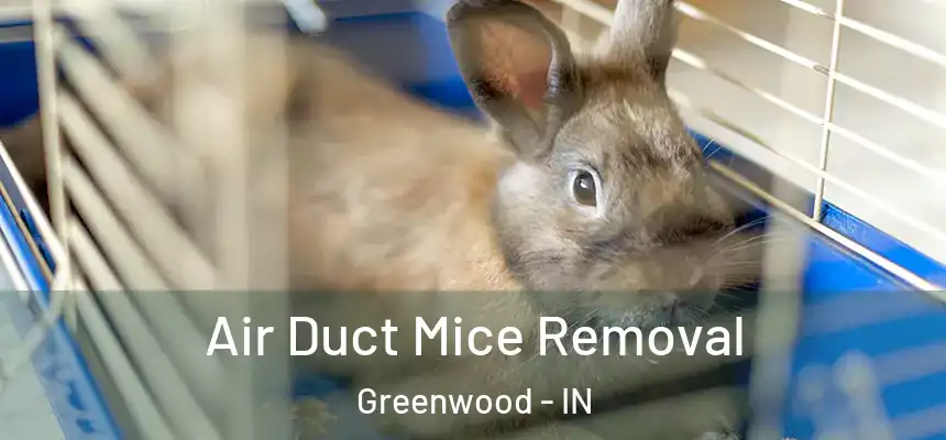  Air Duct Mice Removal Greenwood - IN